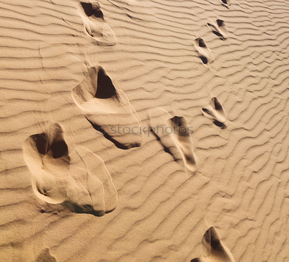 Similar – Straw hat on sand Sand Hat