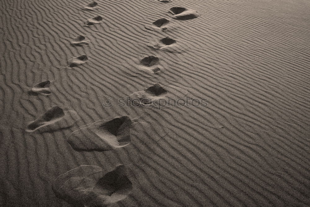 Similar – Carribean Footprints Beach