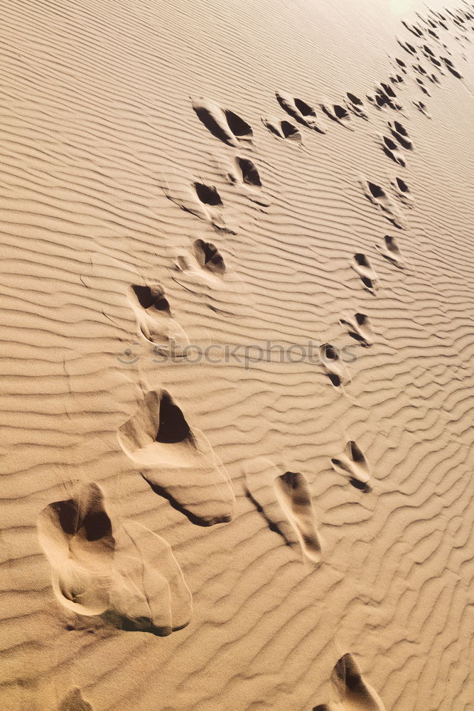 old, lost shoe on the beach