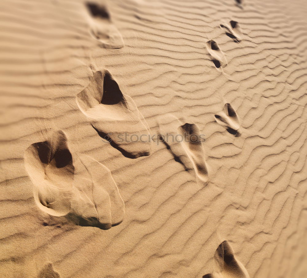 Similar – old, lost shoe on the beach