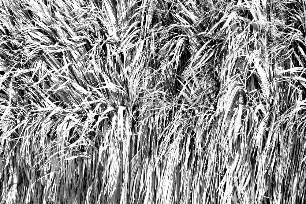 Similar – Black grass Plant Grass