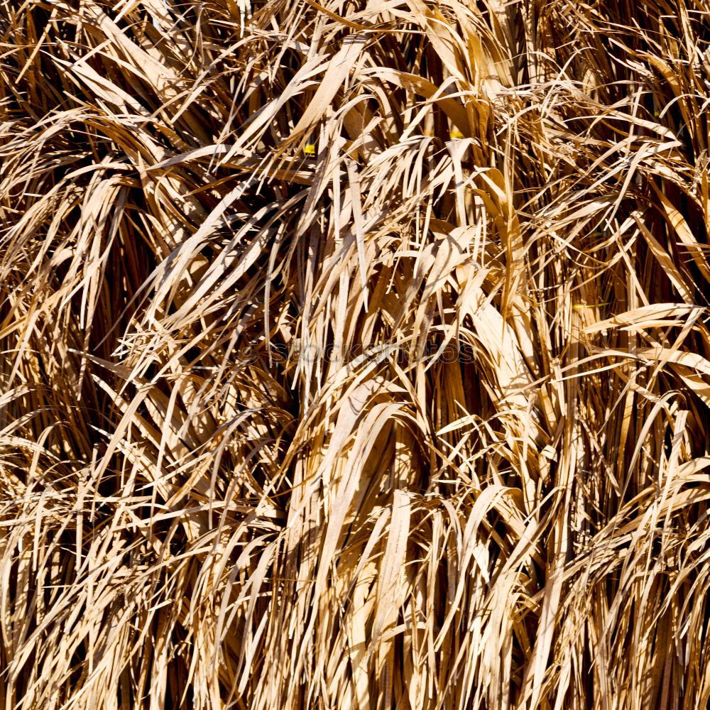 Similar – hay bales Straw