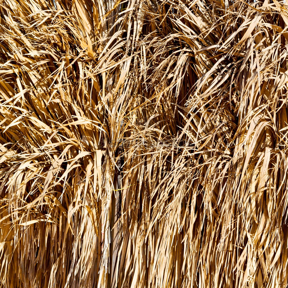 Similar – hay bales Straw