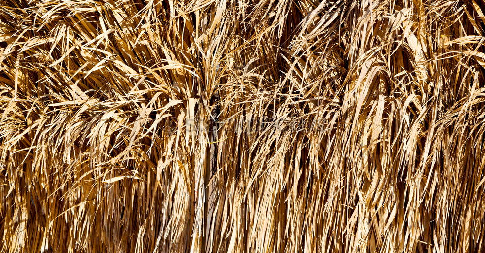 Similar – hay bales Straw