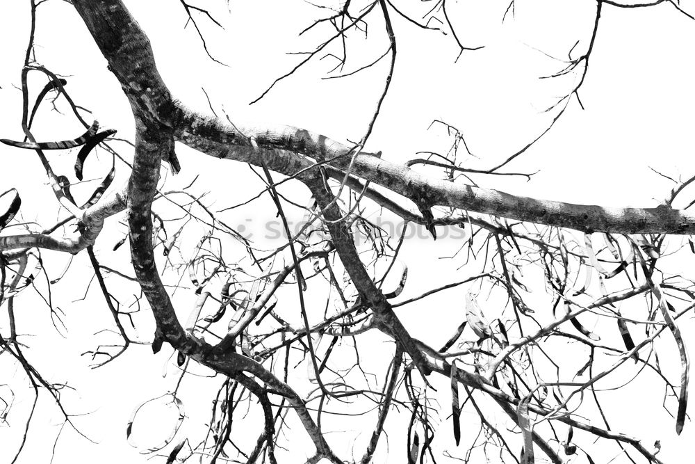 Similar – Image, Stock Photo tree and container