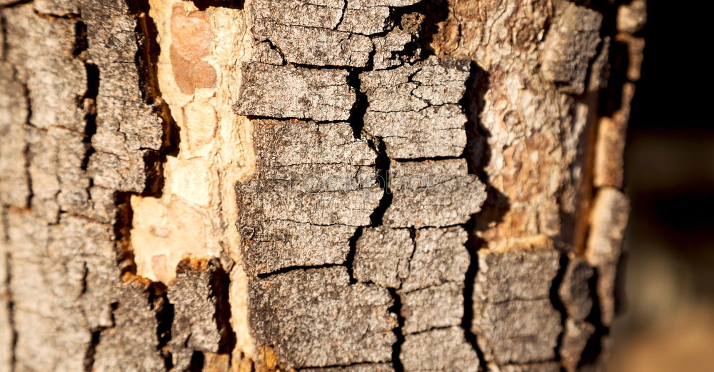 Similar – Image, Stock Photo wood Environment Nature