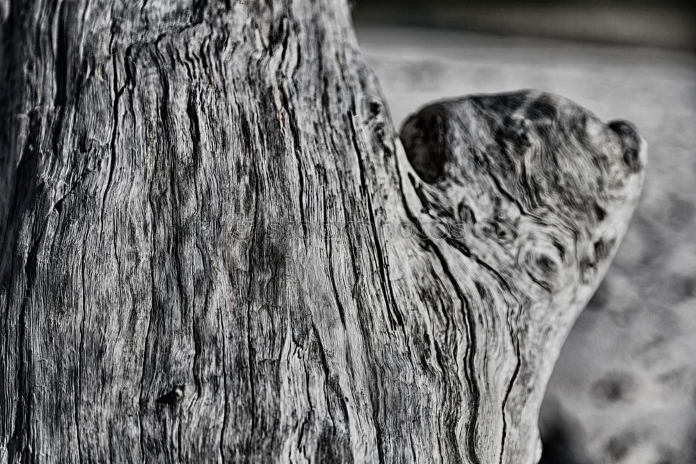 Similar – a piece of wood on rügen