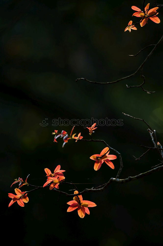 Similar – pink flowers Flower Pink