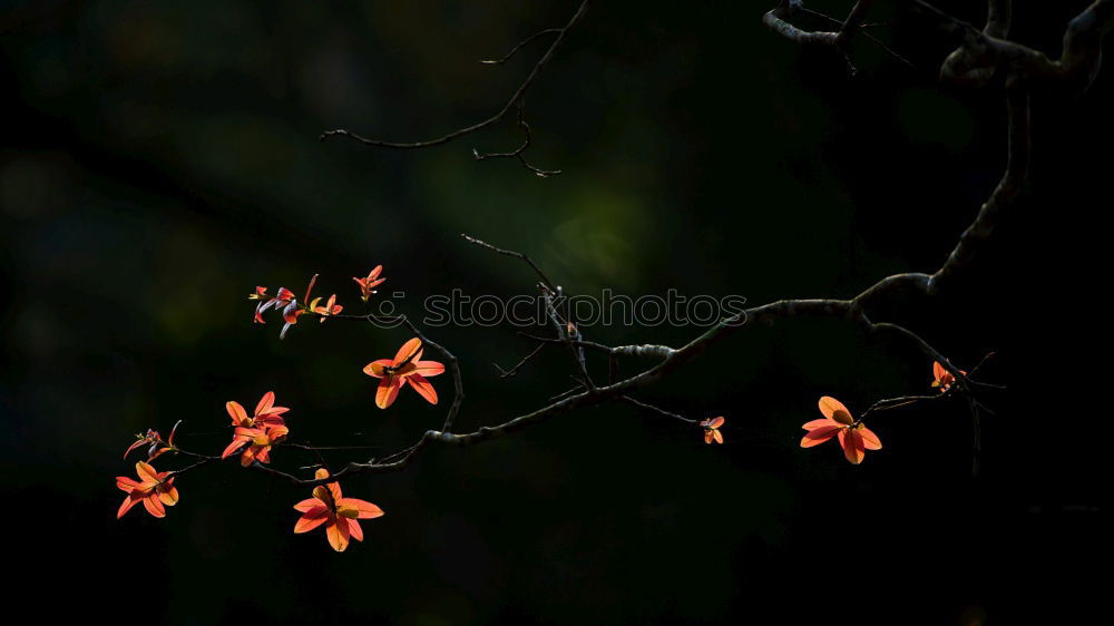 Similar – Firethorn with many red fruits