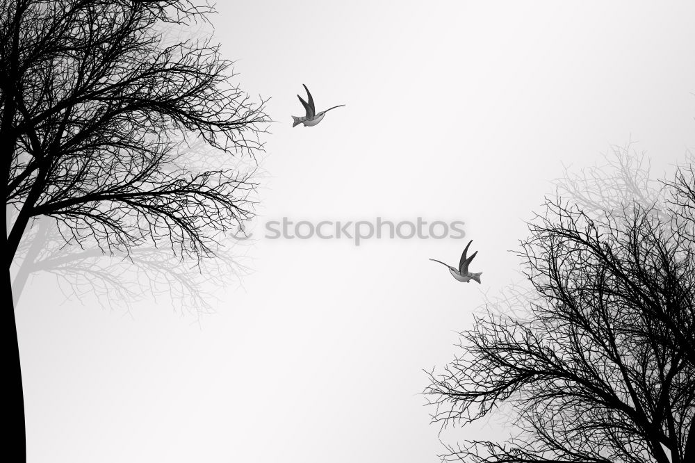 Similar – Image, Stock Photo The birds Human being