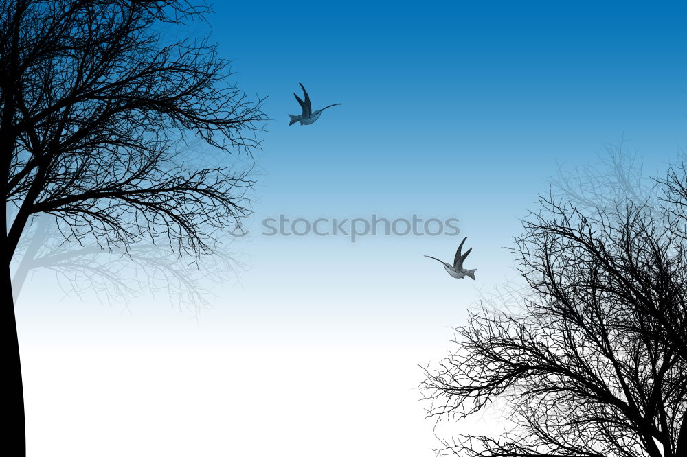 Similar – Image, Stock Photo Shadow tree, blue sky. A white cloud.33 degrees.Only the fir tree brings some shade.Queensland / Australia