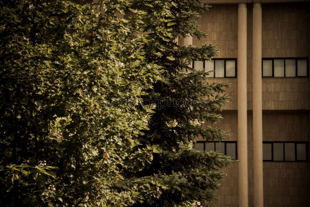 Similar – Image, Stock Photo Hafencity tree Environment