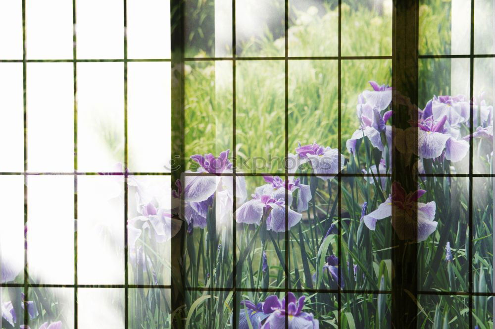 Similar – Image, Stock Photo Neighbor’s garden.