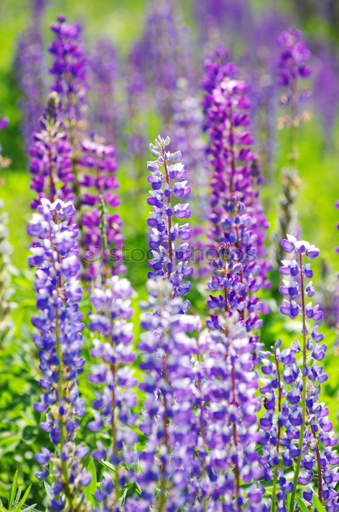 Similar – crested lavender Lavender