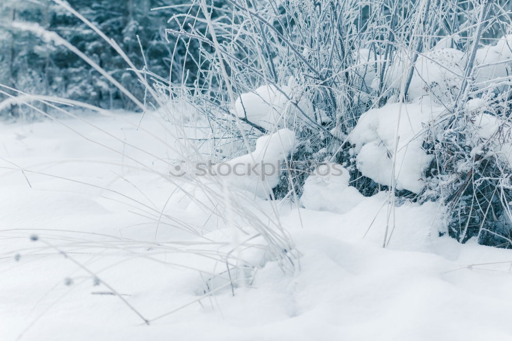 Similar – Snow on the Bodden Winter