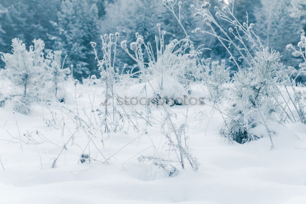 Similar – Image, Stock Photo snow blind Environment