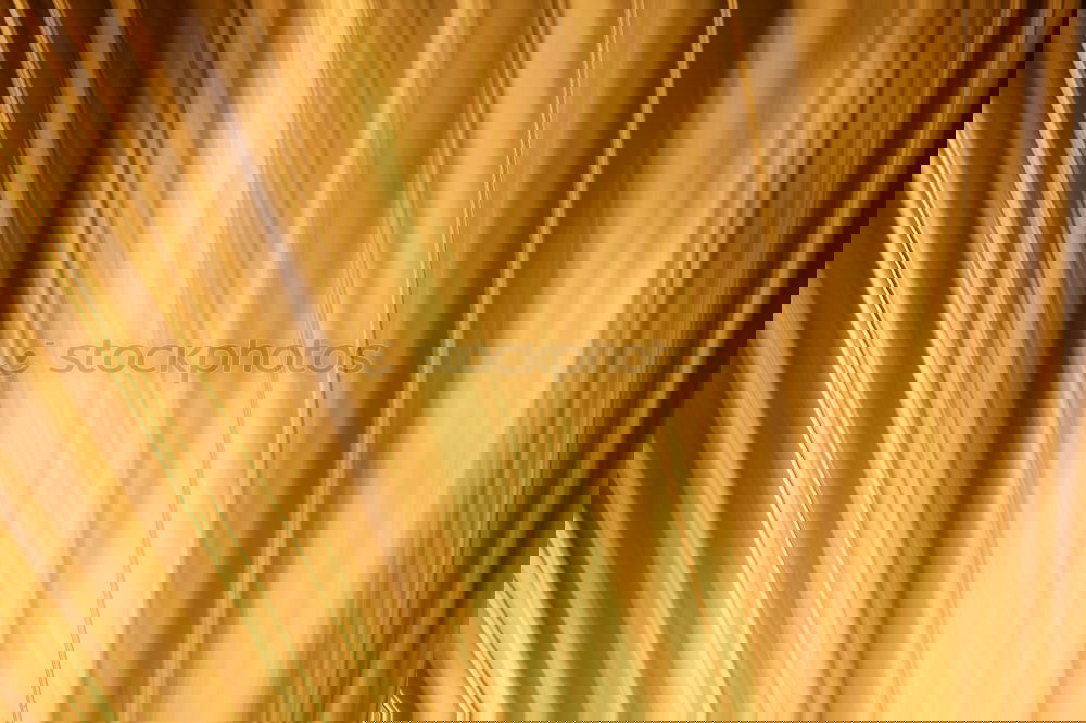 Similar – Image, Stock Photo Yellow daffodil Easter