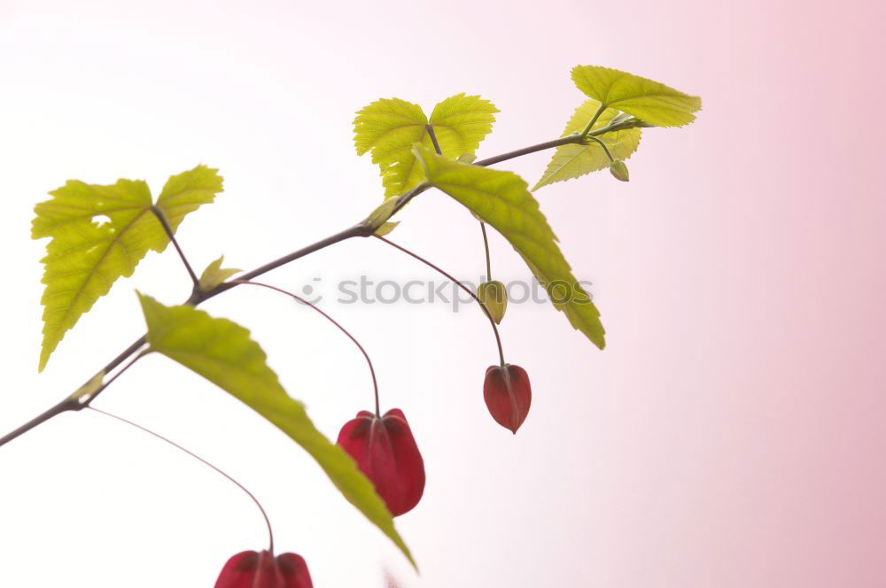 Similar – Image, Stock Photo sweetheart Flower Plant