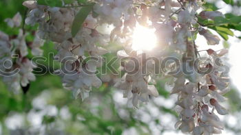 Similar – Image, Stock Photo Spring Awakening IV Maple Branch