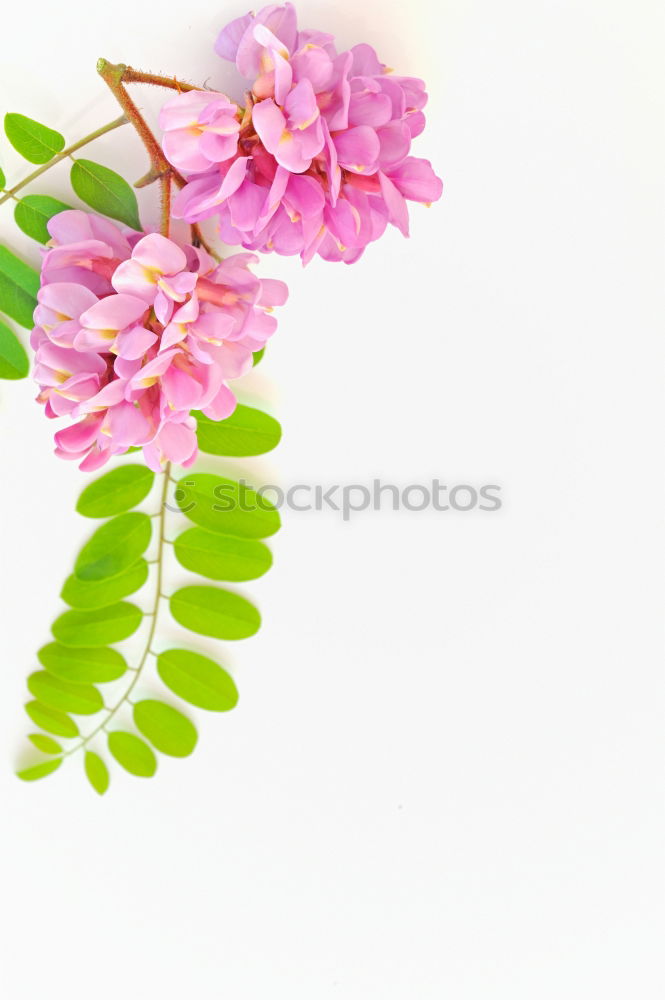 Similar – Beautiful bouquet of flowers. Daffodils with blank label card