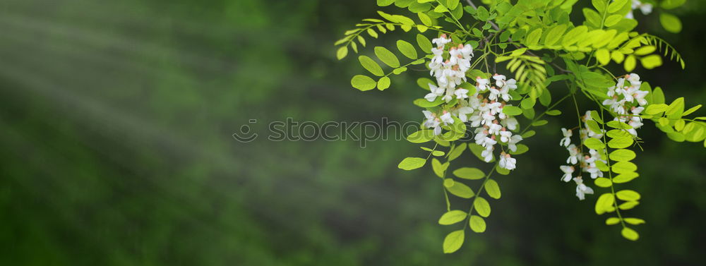 Similar – Snail on vine leaf Nature