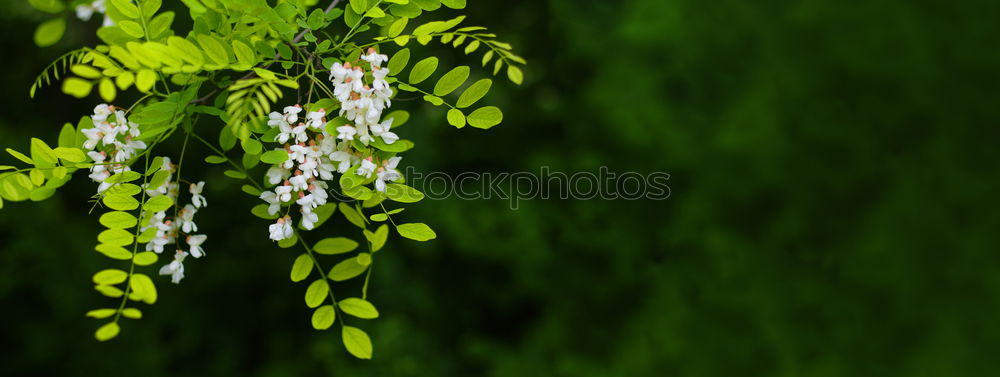 Similar – Busch mit weißen Blüten im Frühling