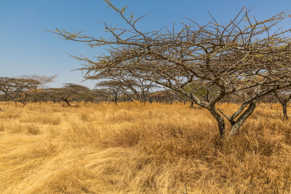 Similar – Image, Stock Photo Africa Nature Landscape