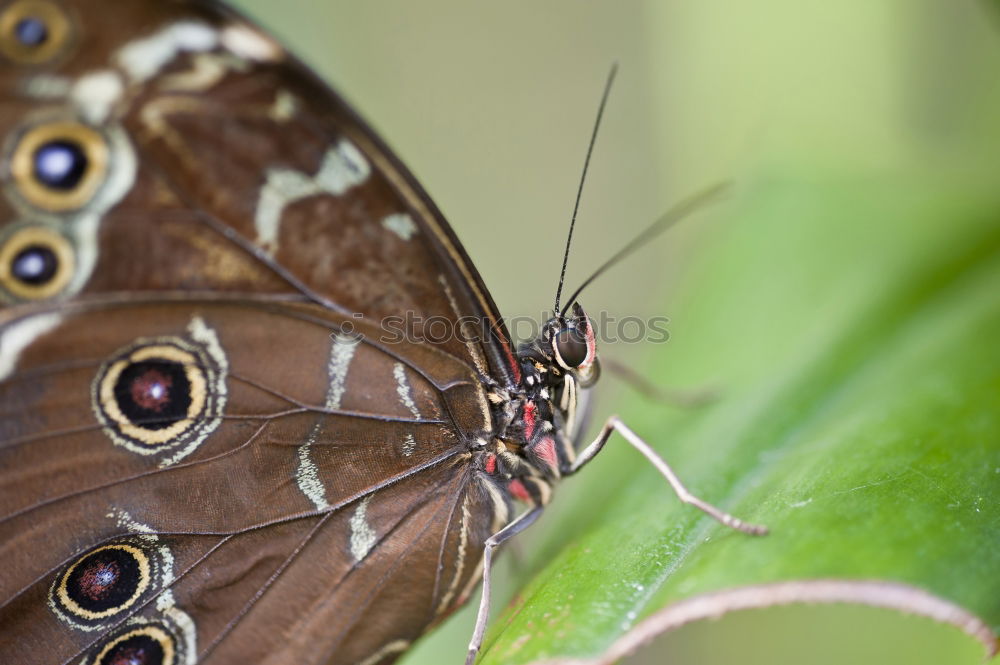 Similar – Common Buckeye Junonia Coenia