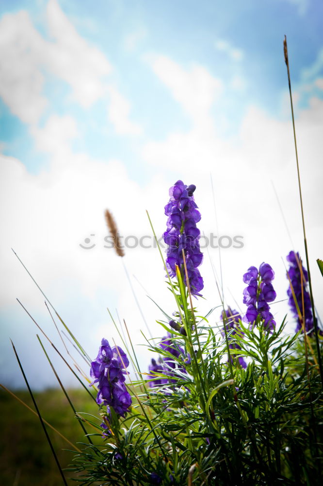 Similar – Lavender in France