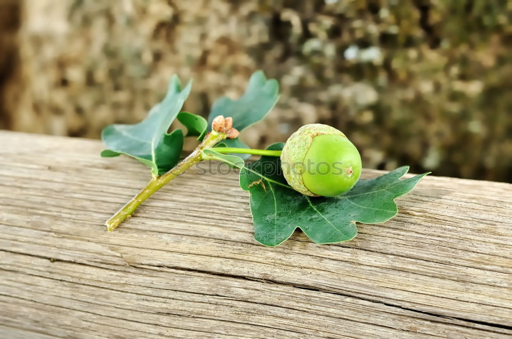 Similar – geeicht Natur Blatt Frucht