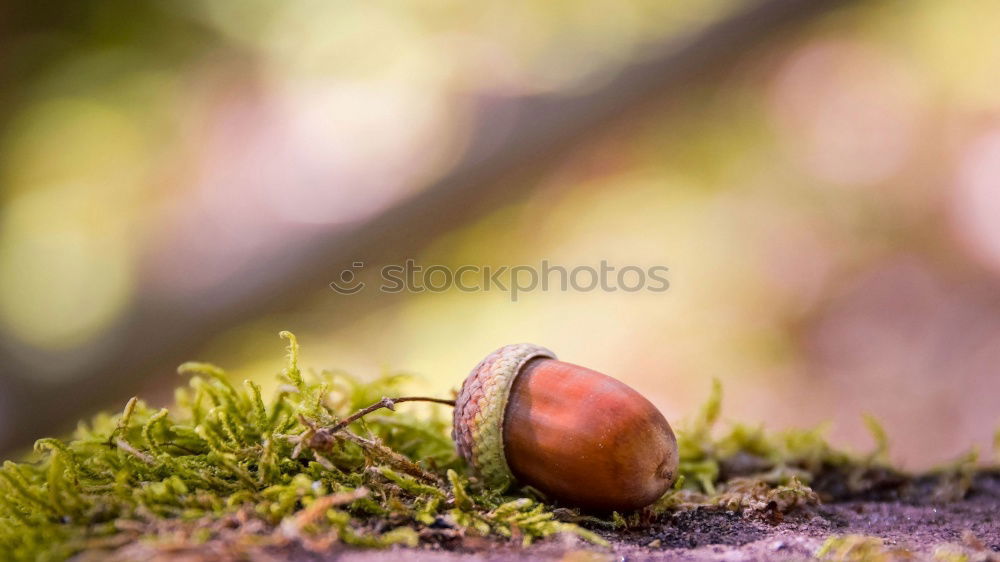 Similar – acorns Nature Plant Autumn