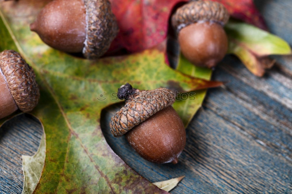 Similar – Image, Stock Photo autumn fruits Environment