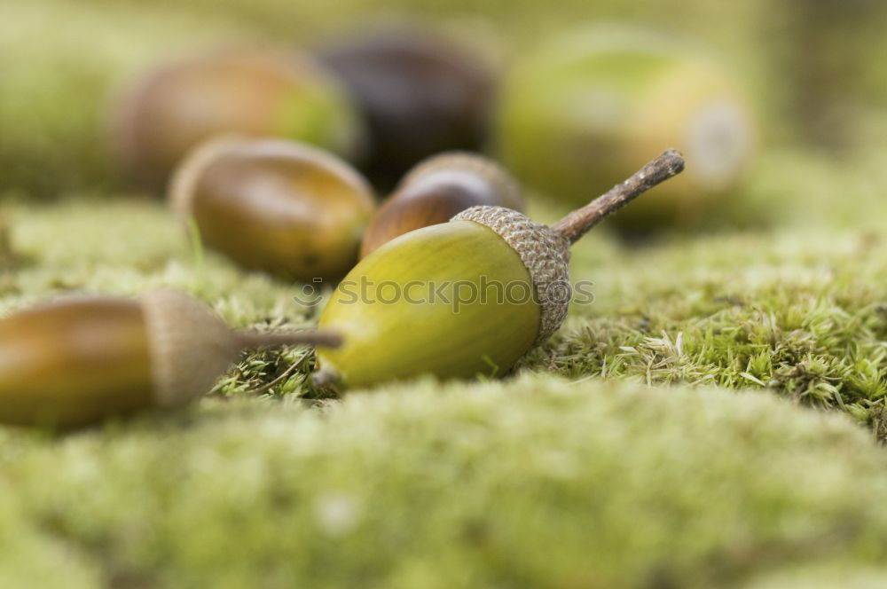 Similar – Image, Stock Photo autumn fruits Environment