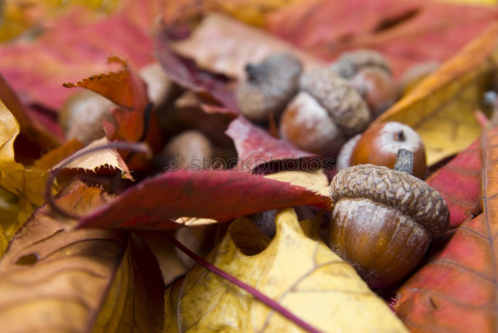 Similar – Image, Stock Photo acorns on a twig with leaves on white Background