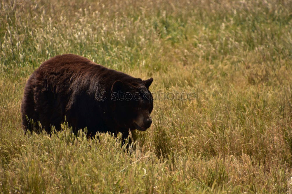 Similar – Image, Stock Photo elk test Autumn Grass