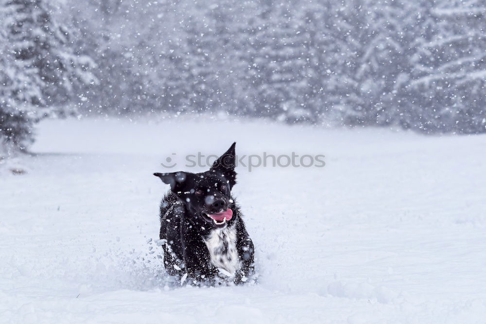 Snow, snow everywhere!