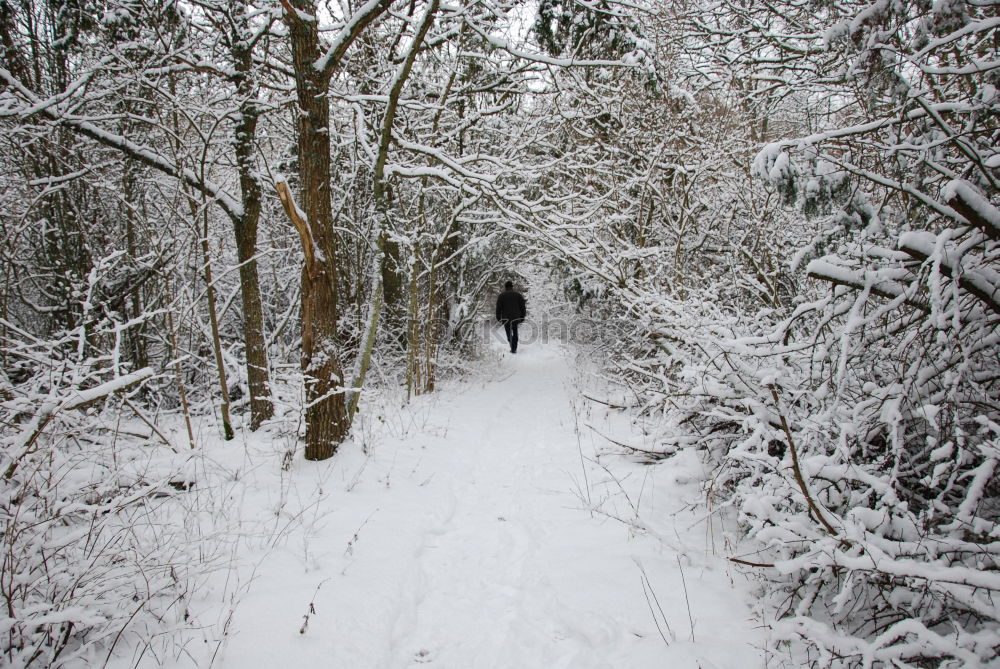 Similar – Foto Bild der mann im wald Mann Wald