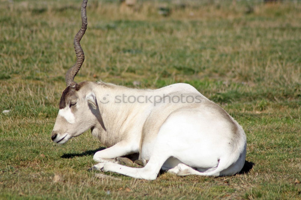 Similar – Horses in forest on green meadow