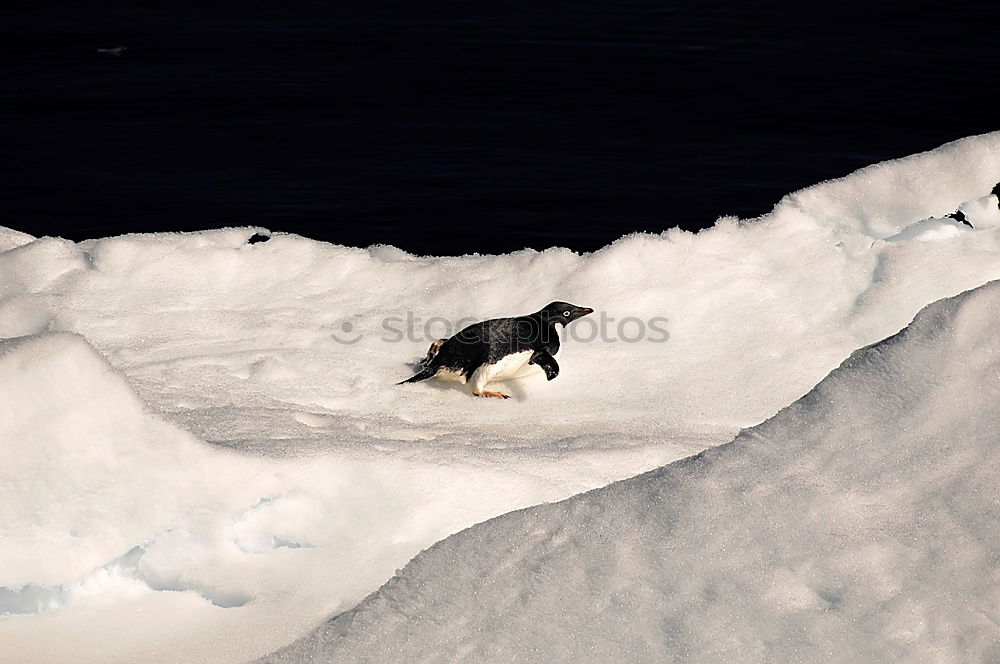 Similar – Berhardiner Dog Playing