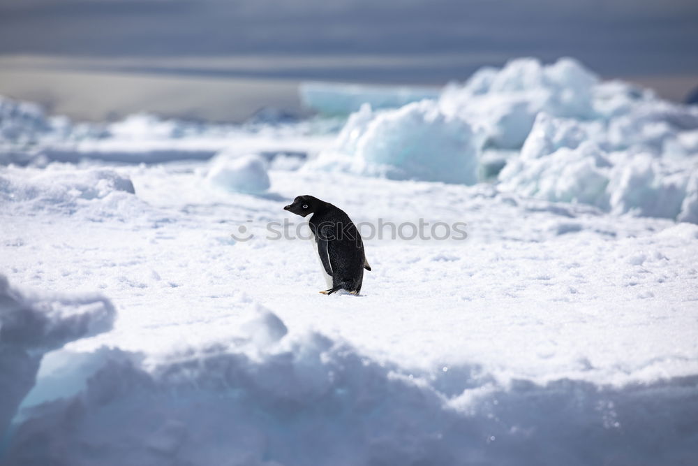 Similar – Whale swimming icy ocean