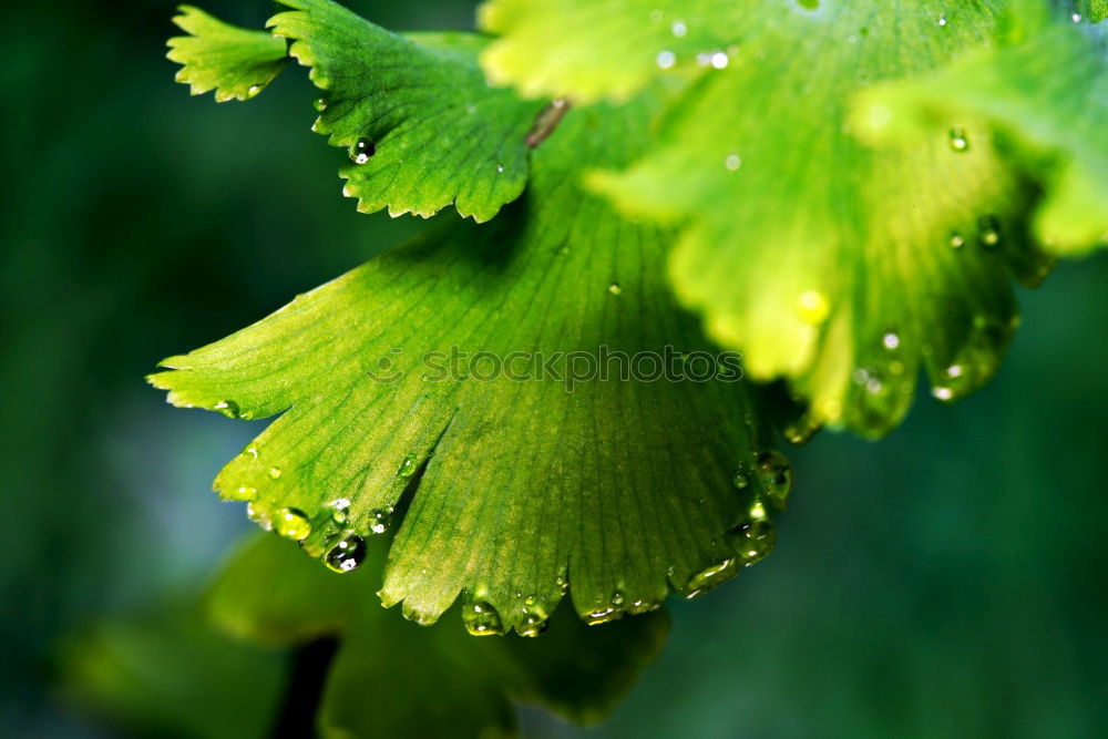 Similar – Image, Stock Photo So stuff halt Blossom