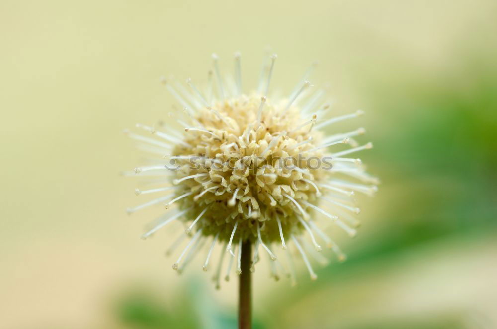 Similar – Image, Stock Photo green urchin