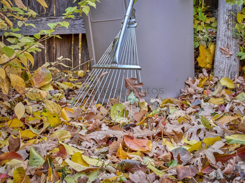 Similar – Image, Stock Photo Before winter Autumn Leaf