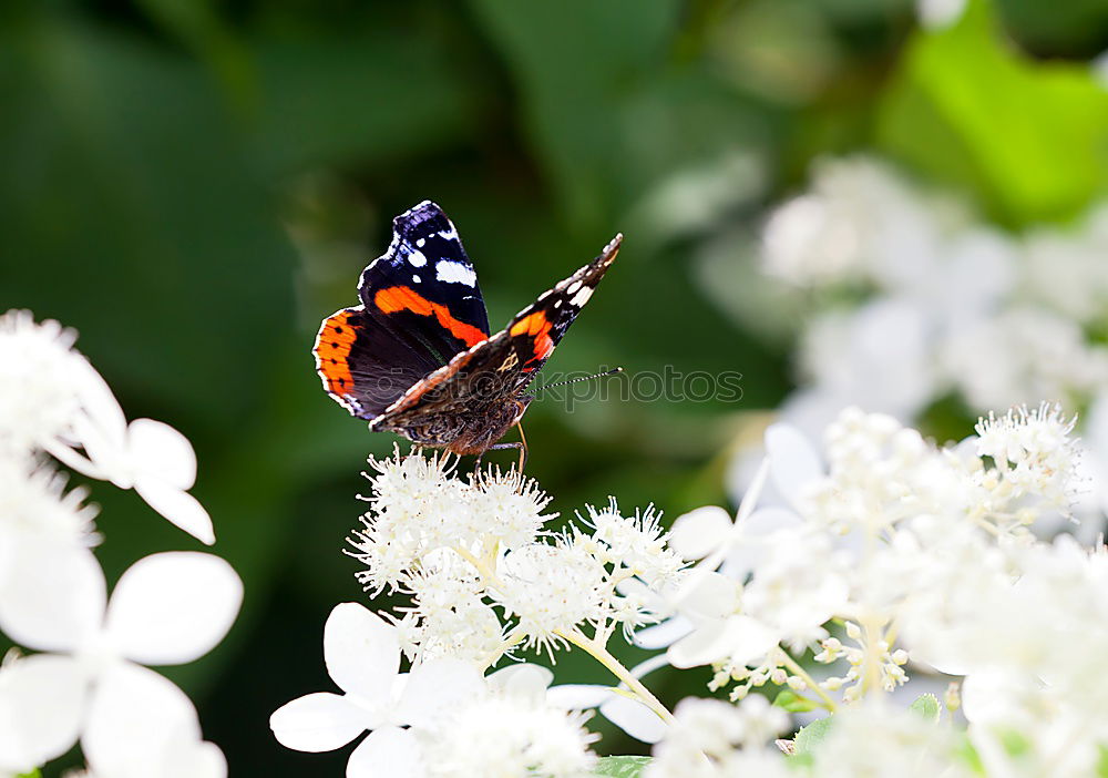 Similar – Image, Stock Photo admiral Plant Animal Sun