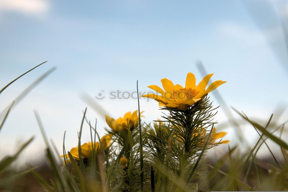 Similar – Foto Bild Wiesenschönheit Blume