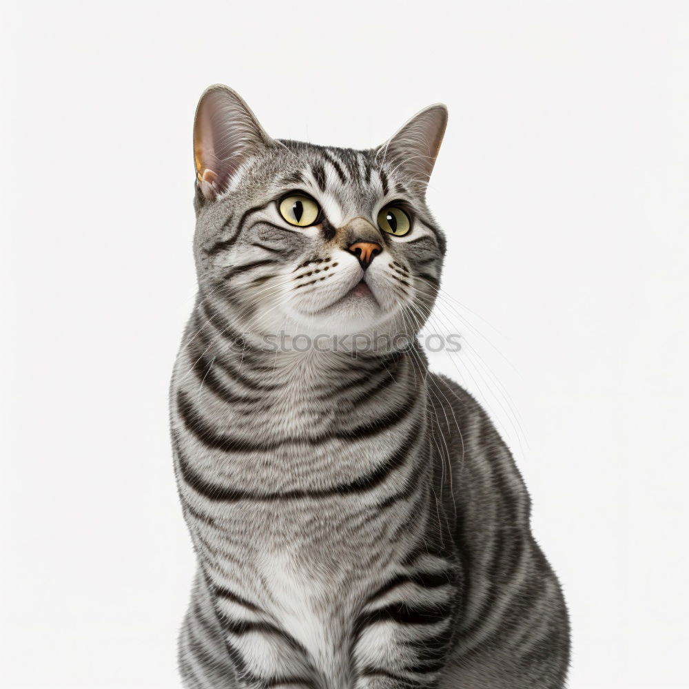 Similar – Image, Stock Photo wild Town Wild animal Cat