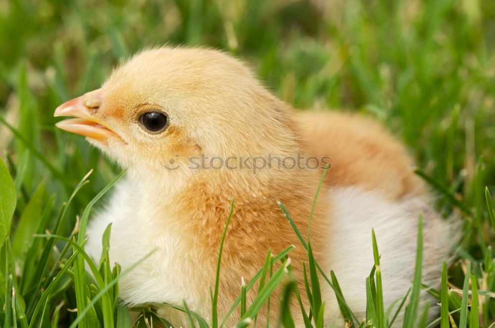 Similar – Image, Stock Photo hen Nature Sun Summer