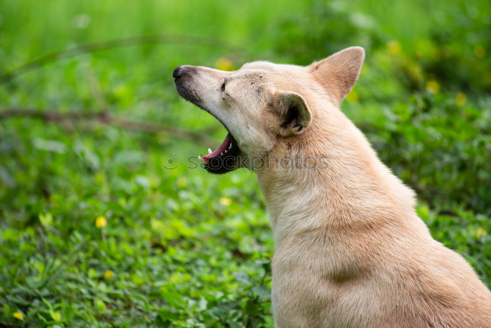 Similar – Image, Stock Photo Welsh Corgi on the grass lookin’ up