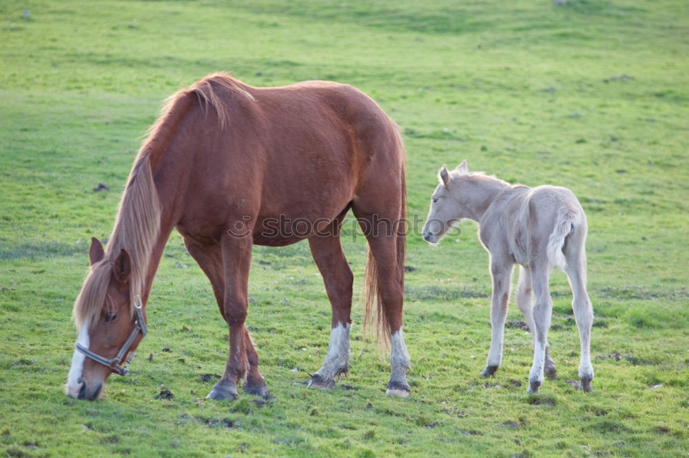 Similar – Image, Stock Photo Baby donkey following mama donkey