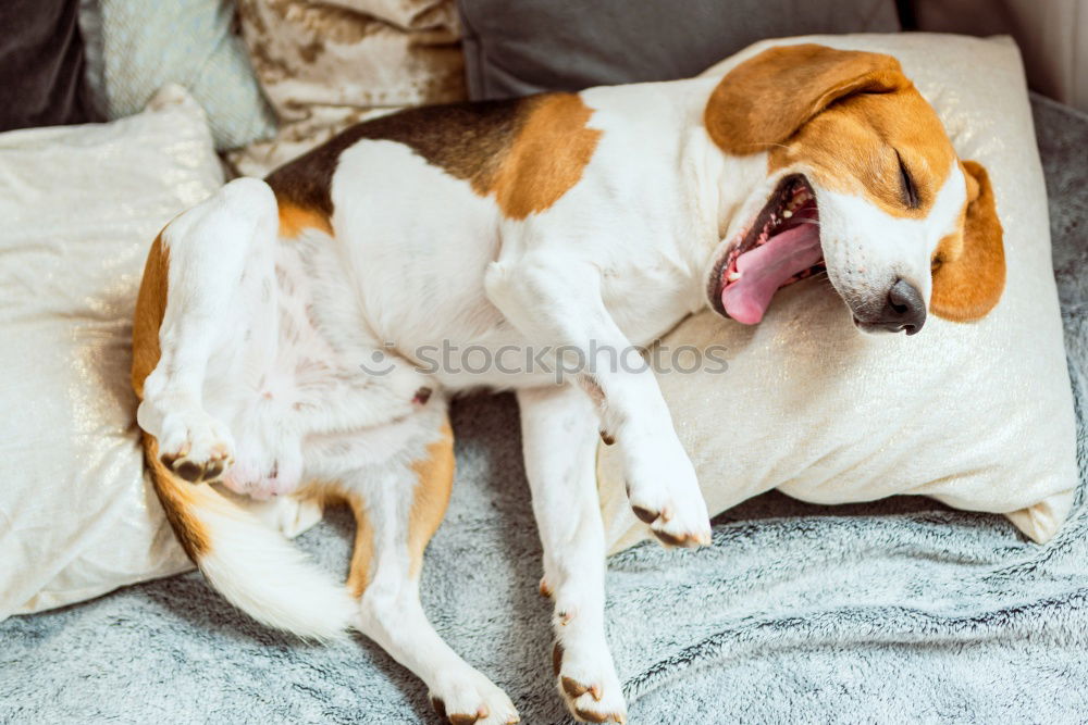 Similar – Image, Stock Photo jack Pet Dog Relaxation